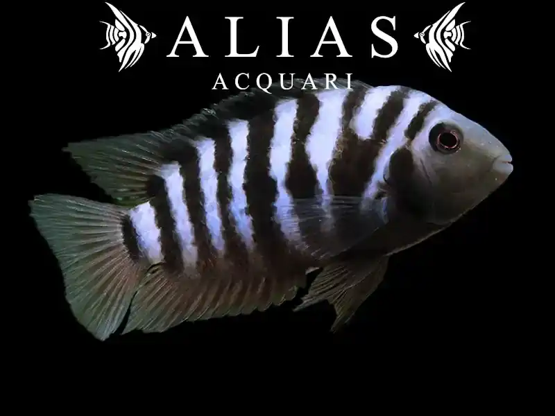 Cichlasoma Nigrofasciatum
