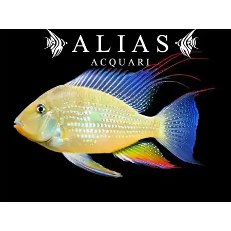 Acarichthys heckelii