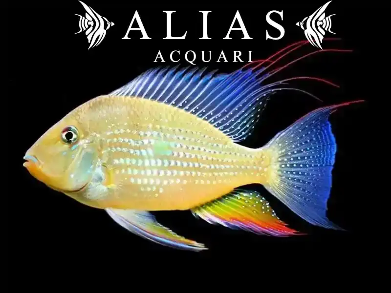 Acarichthys heckelii