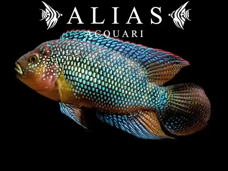 Cichlasoma octofasciatum bioce