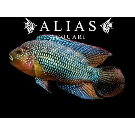 Cichlasoma octofasciatum bioce