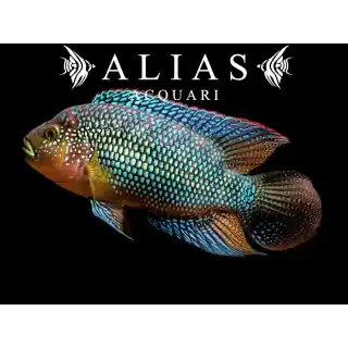 Cichlasoma octofasciatum bioce