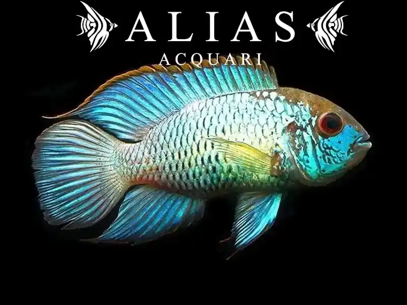 Andinoacara Pulcher neon blue