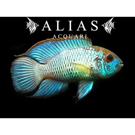Andinoacara Pulcher neon blue