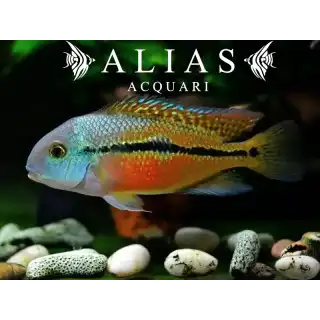 Cichlasoma Nicaraguense