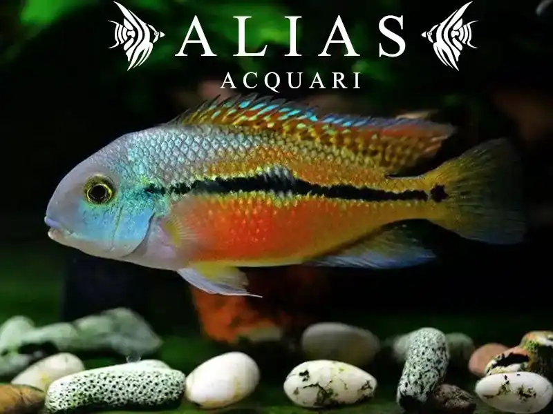 Cichlasoma Nicaraguense