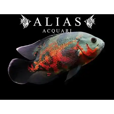 Astronotus Ocellatus