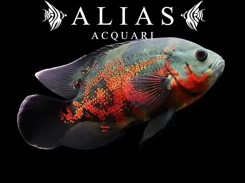 Astronotus Ocellatus