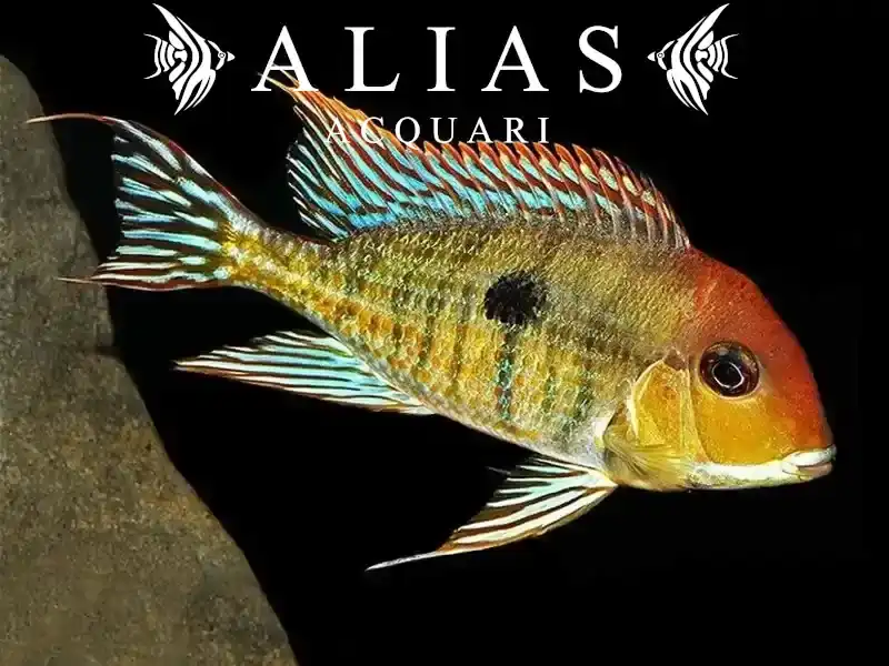 Geophagus sp. Red head Tapajos