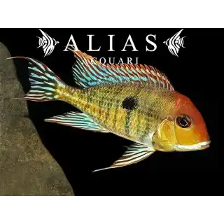 Geophagus sp. Red head Tapajos