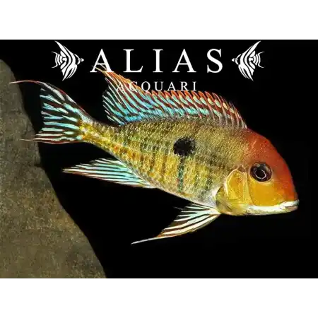 Geophagus sp. Red head Tapajos