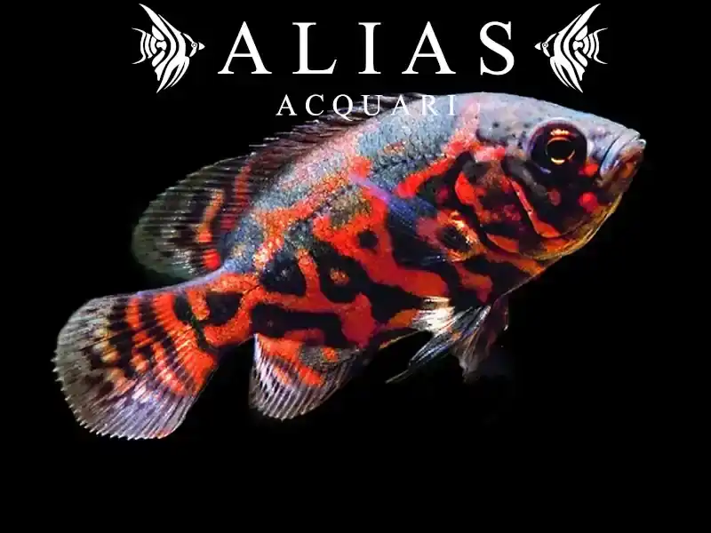Astronotus Ocellatus Tiger Oscar