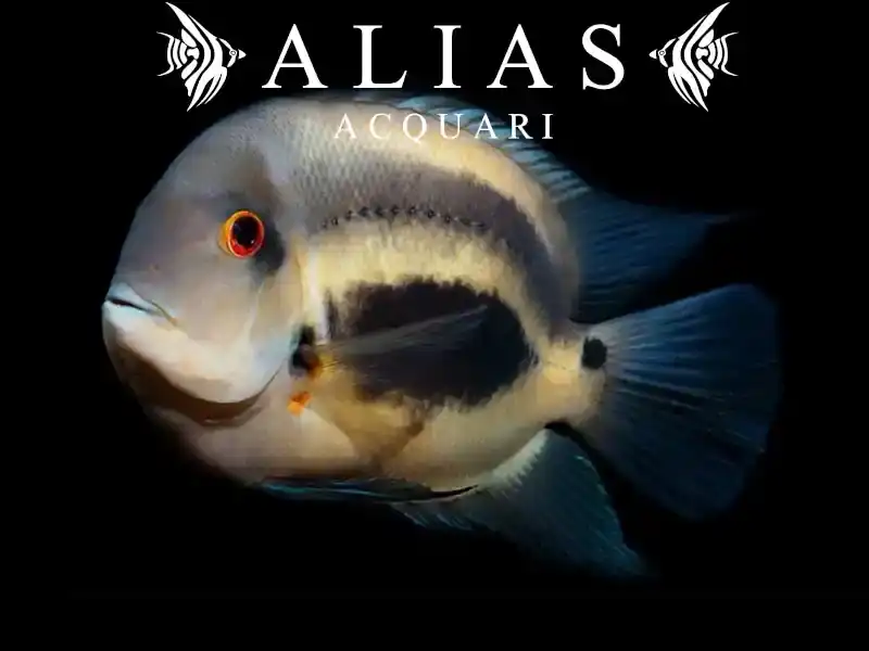 Uaru Amphiacanthoides