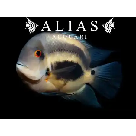 Uaru Amphiacanthoides