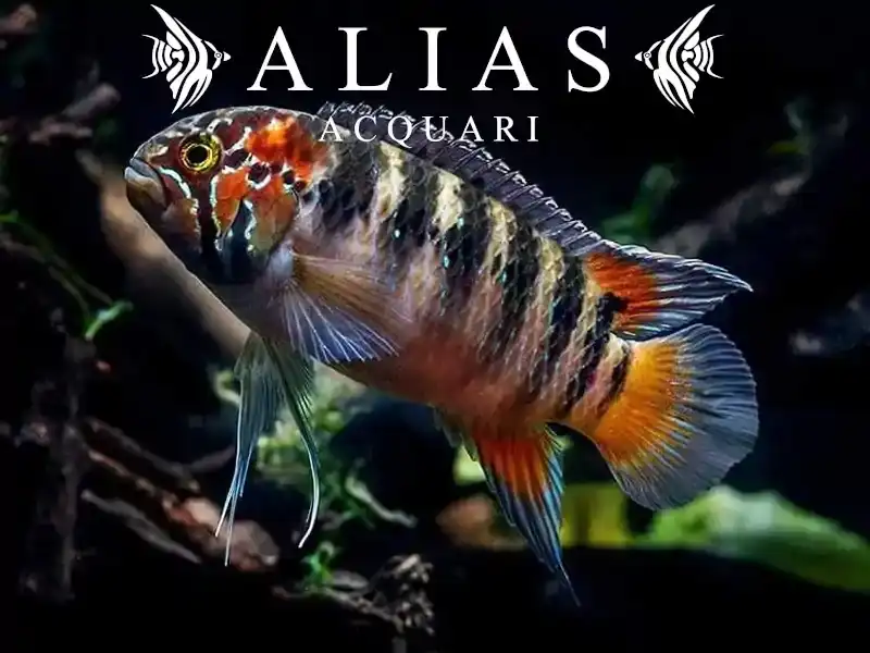 Nannacara (Ivanacara) Adoketa