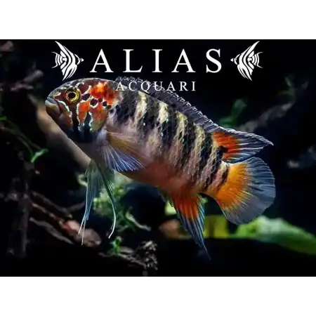 Nannacara (Ivanacara) Adoketa