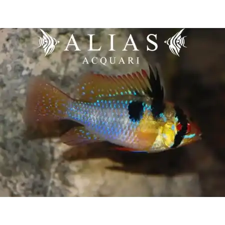 Papiliochromis ramirezi asia