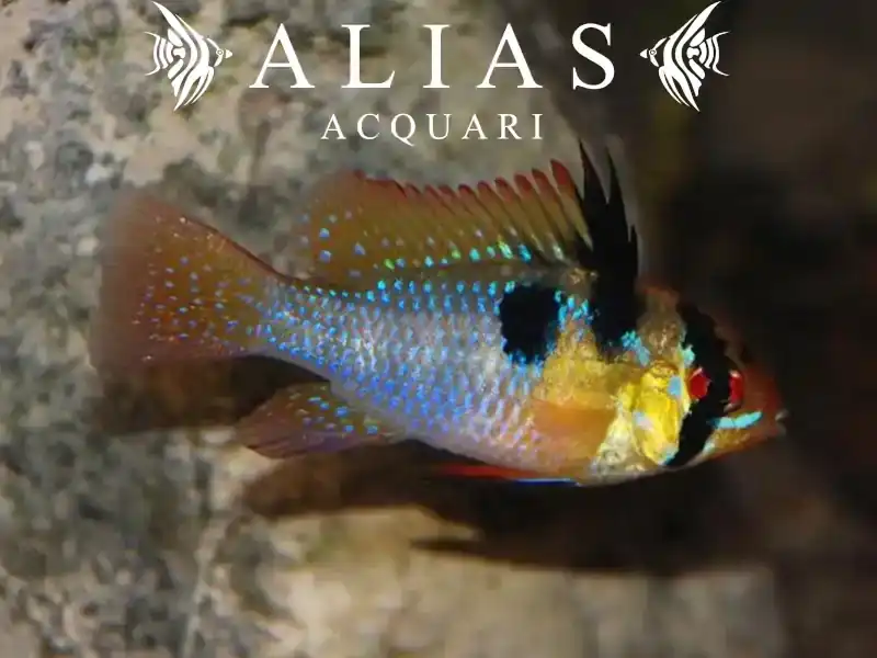 Papiliochromis ramirezi asia