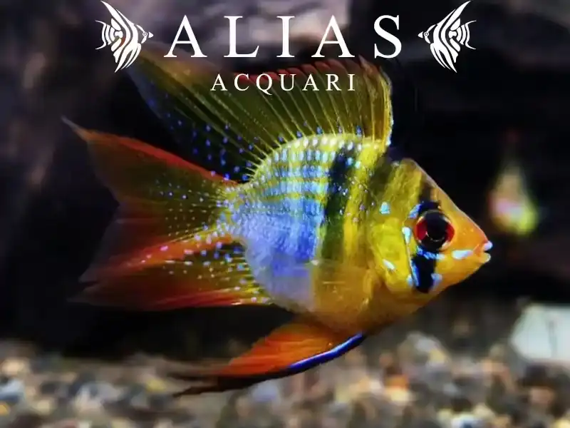 Papiliochromis ramirezi Balloon