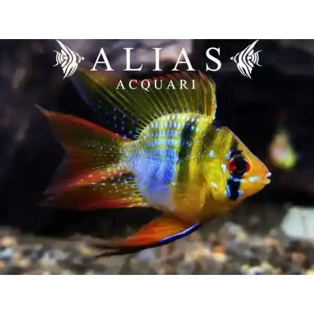 Papiliochromis ramirezi Balloon