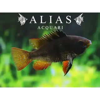 Papiliochromis ramirezi Black