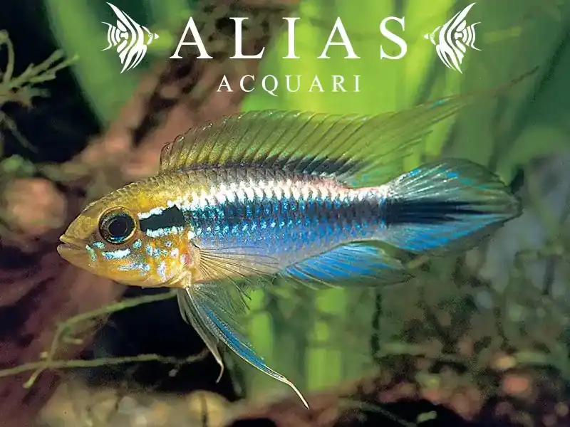 Apistogramma Agassizii blue