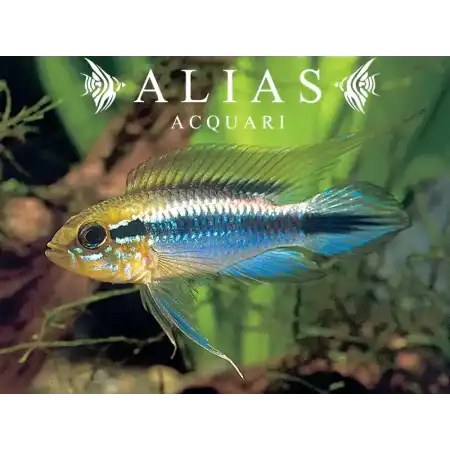 Apistogramma Agassizii blue