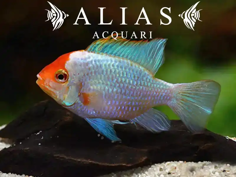 Papiliochromis ramirezi Blu Red Head