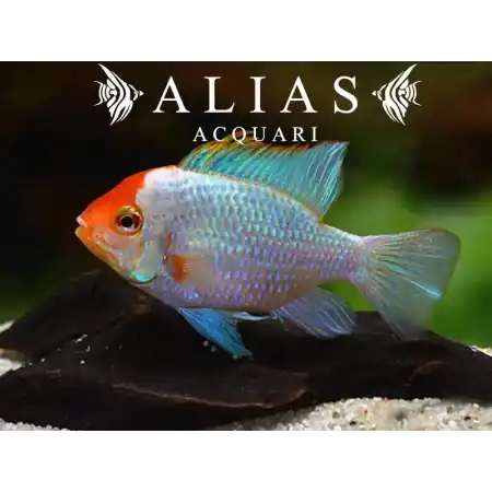 Papiliochromis ramirezi Blu Red Head