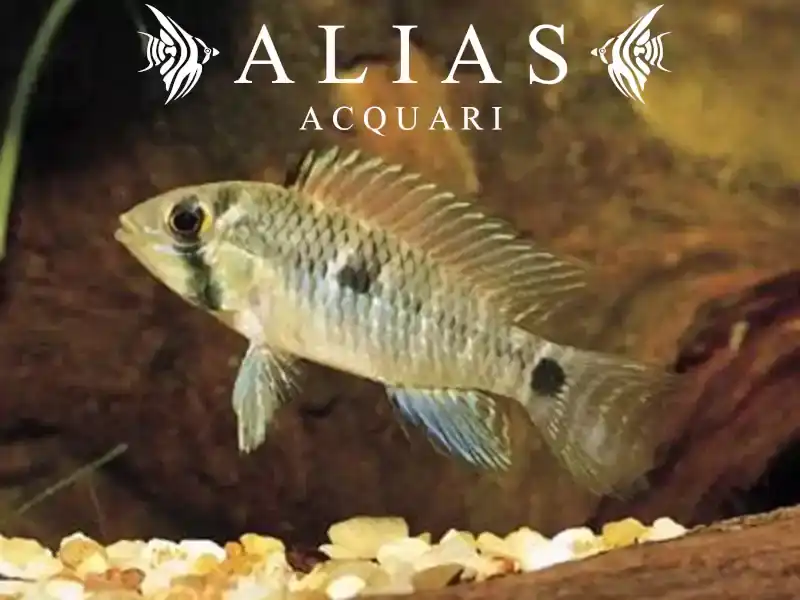 Apistogramma caetei