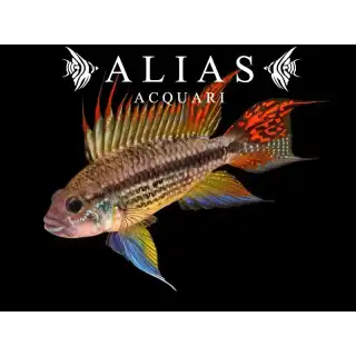 Apistogramma Cacatuoides