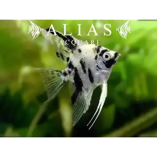Pterophyllum scalare Platinum Dalmatin