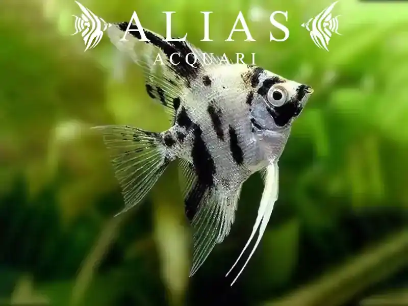Pterophyllum scalare Platinum Dalmatin