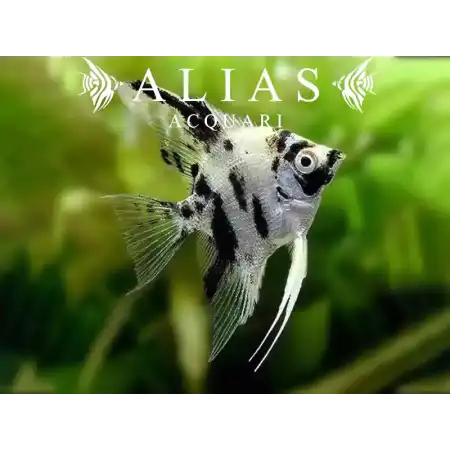 Pterophyllum scalare Platinum Dalmatin