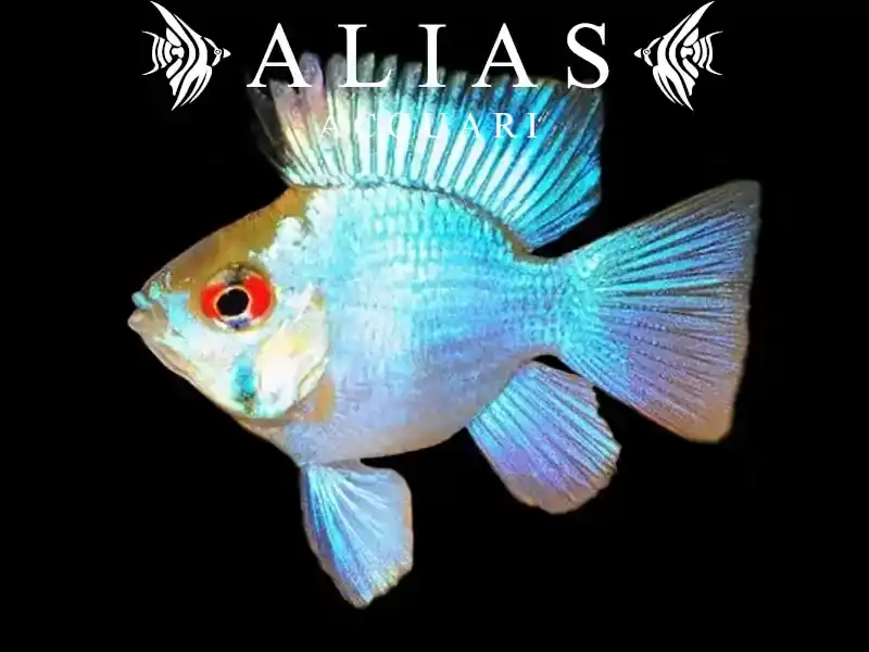 Papiliochromis ramirezi electric blue balloon