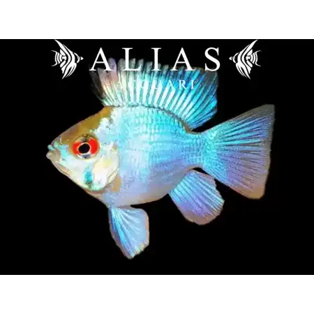 Papiliochromis ramirezi electric blue balloon