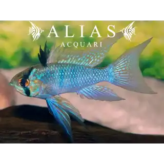 Papiliochromis ramirezi Electric Blue LF