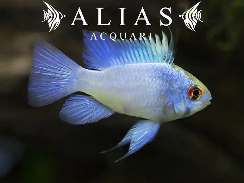 Papiliochromis ramirezi Electric Blue