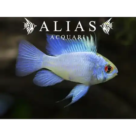 Papiliochromis ramirezi Electric Blue