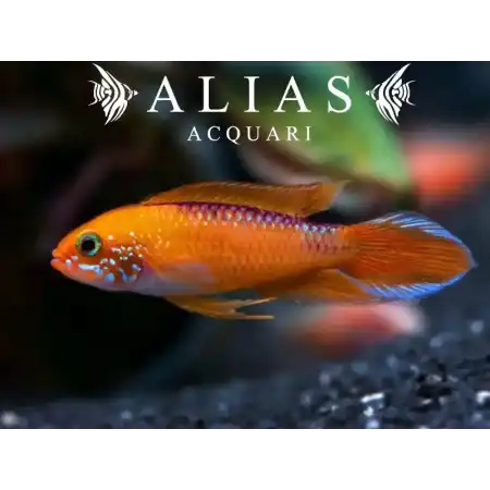 Apistogramma Agassizii Fire Red