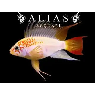 Apistogramma Viejeta Gold
