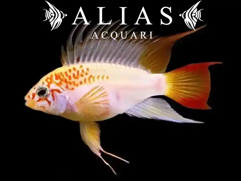 Apistogramma Viejeta Gold