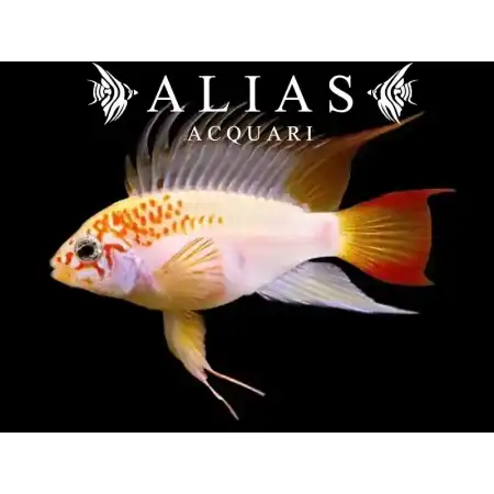 Apistogramma Viejeta Gold
