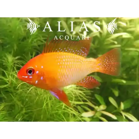 Papiliochromis ramirezi Gold