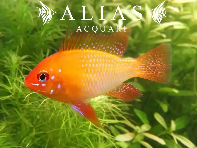 Papiliochromis ramirezi Gold