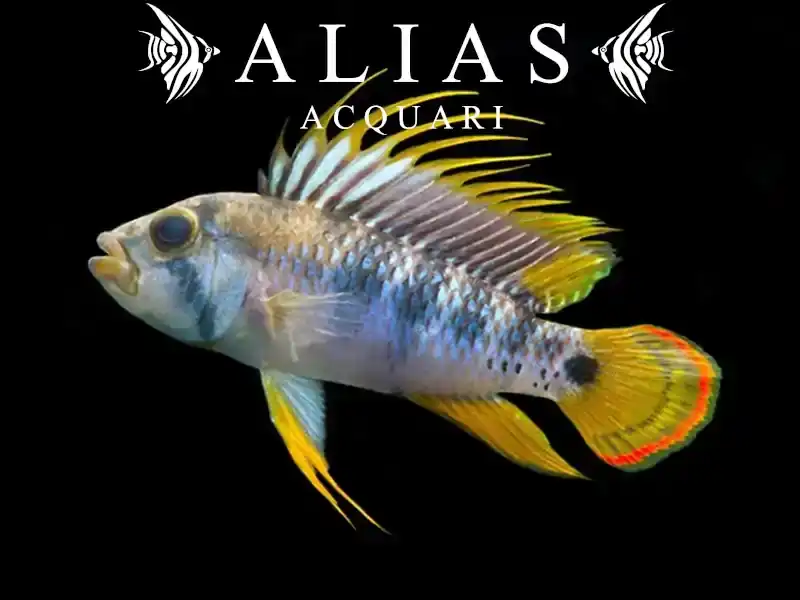 Apistogramma Baenschi Inca