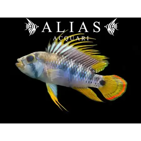 Apistogramma Baenschi Inca