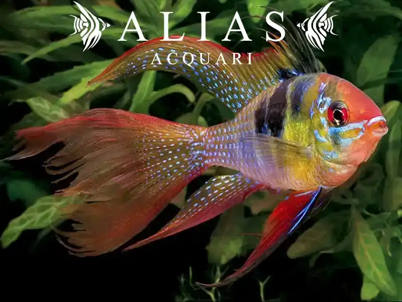 Papiliochromis ramirezi Long Fin