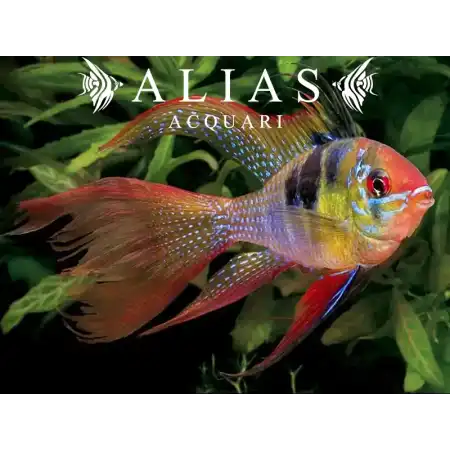 Papiliochromis ramirezi Long Fin