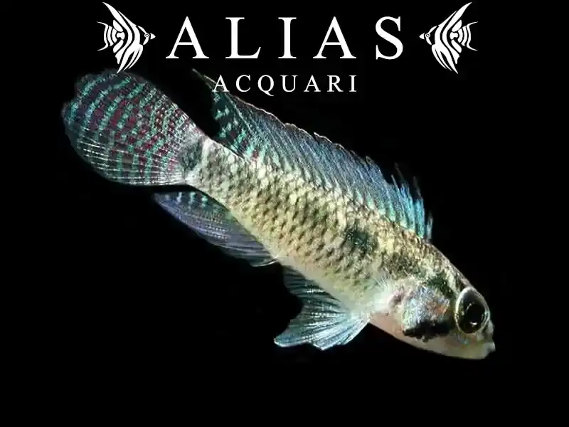 Apistogramma Meinkenni